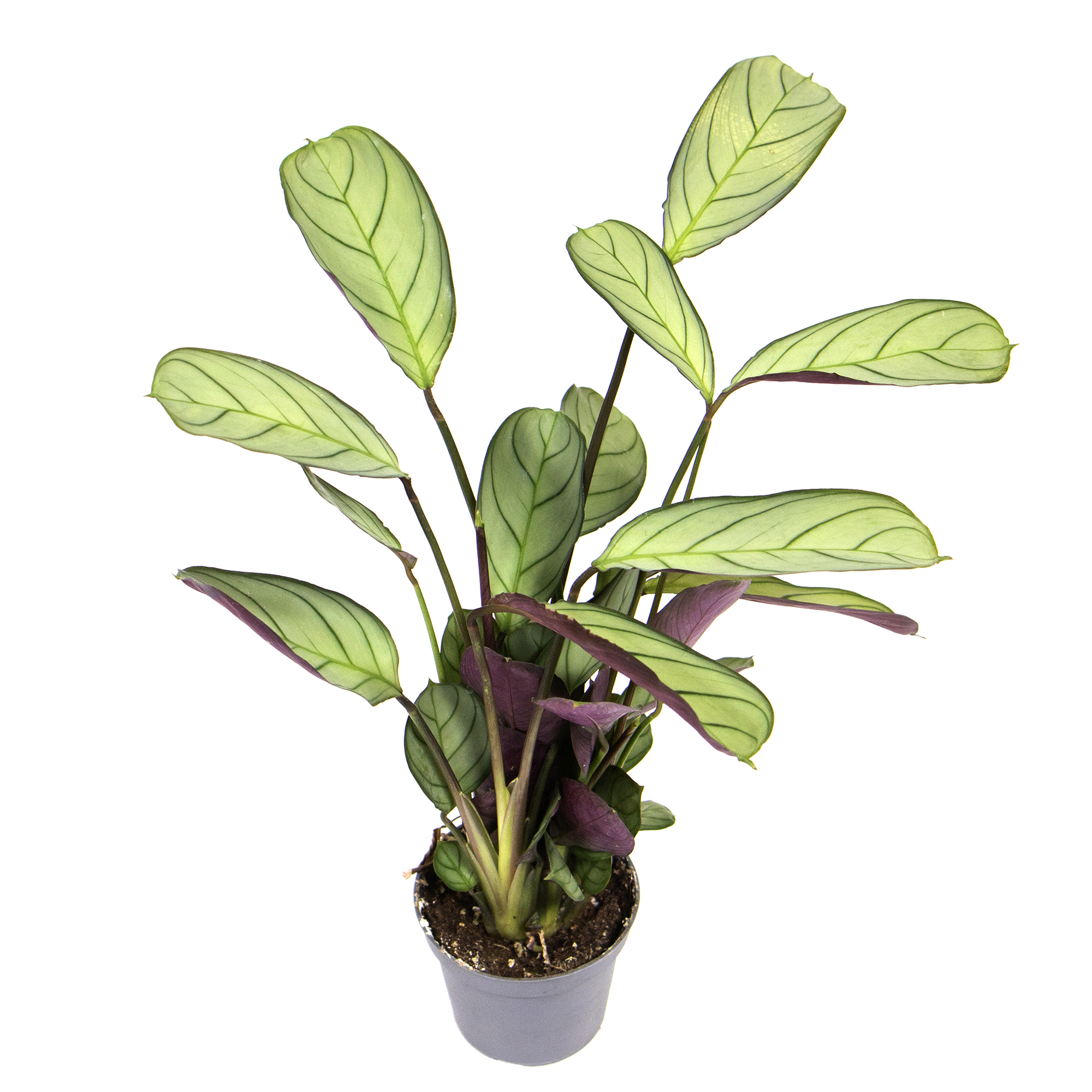 albino monstera kaufen Monstera Deliciosa Variegata – Foliage Dreams main image 0