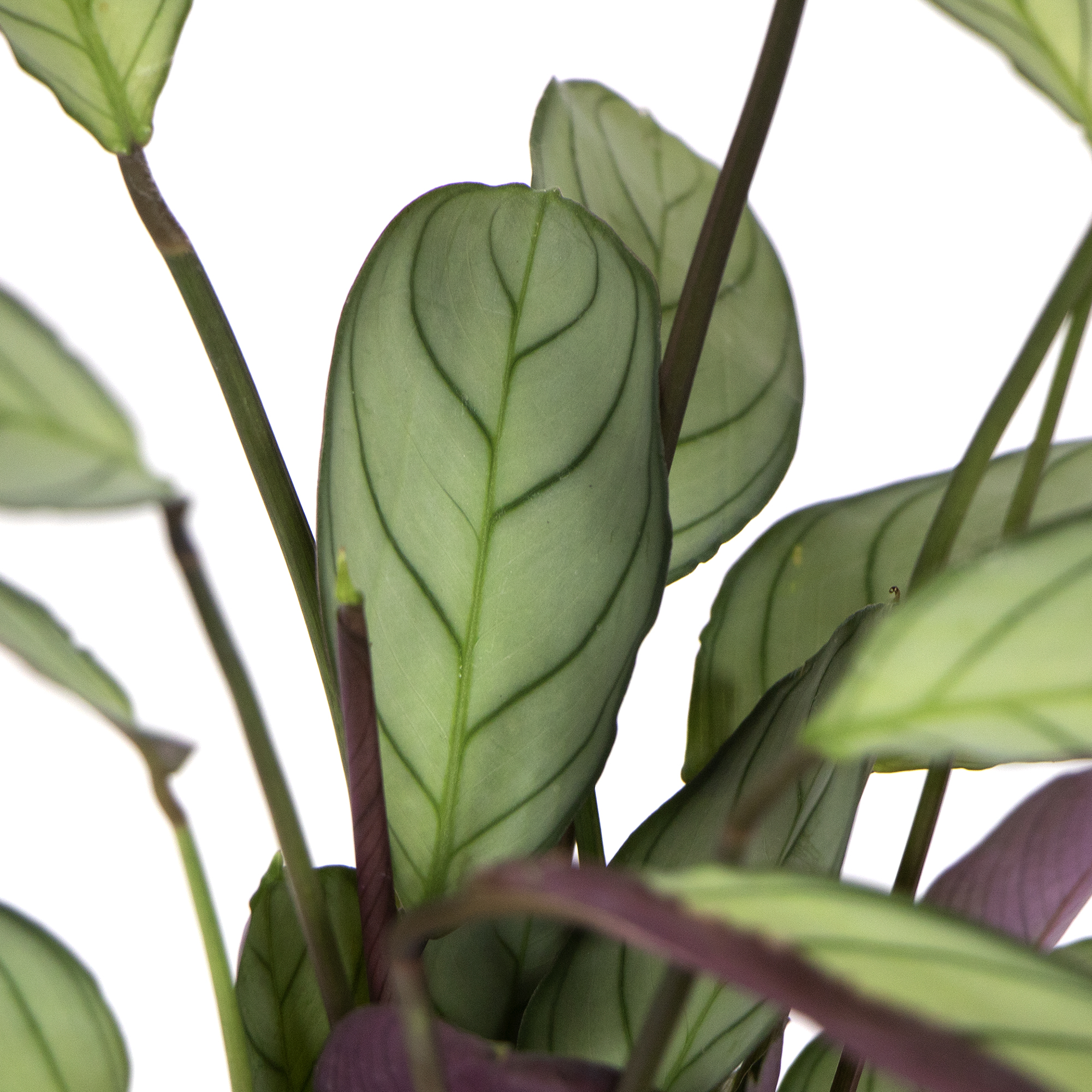 zimmerpflanze palmenhnlich Groe Yucca Palme kaufen  Green Me Up