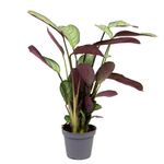 Maranta-leuconeuraAmabelisMint-Mini--1-.jpg