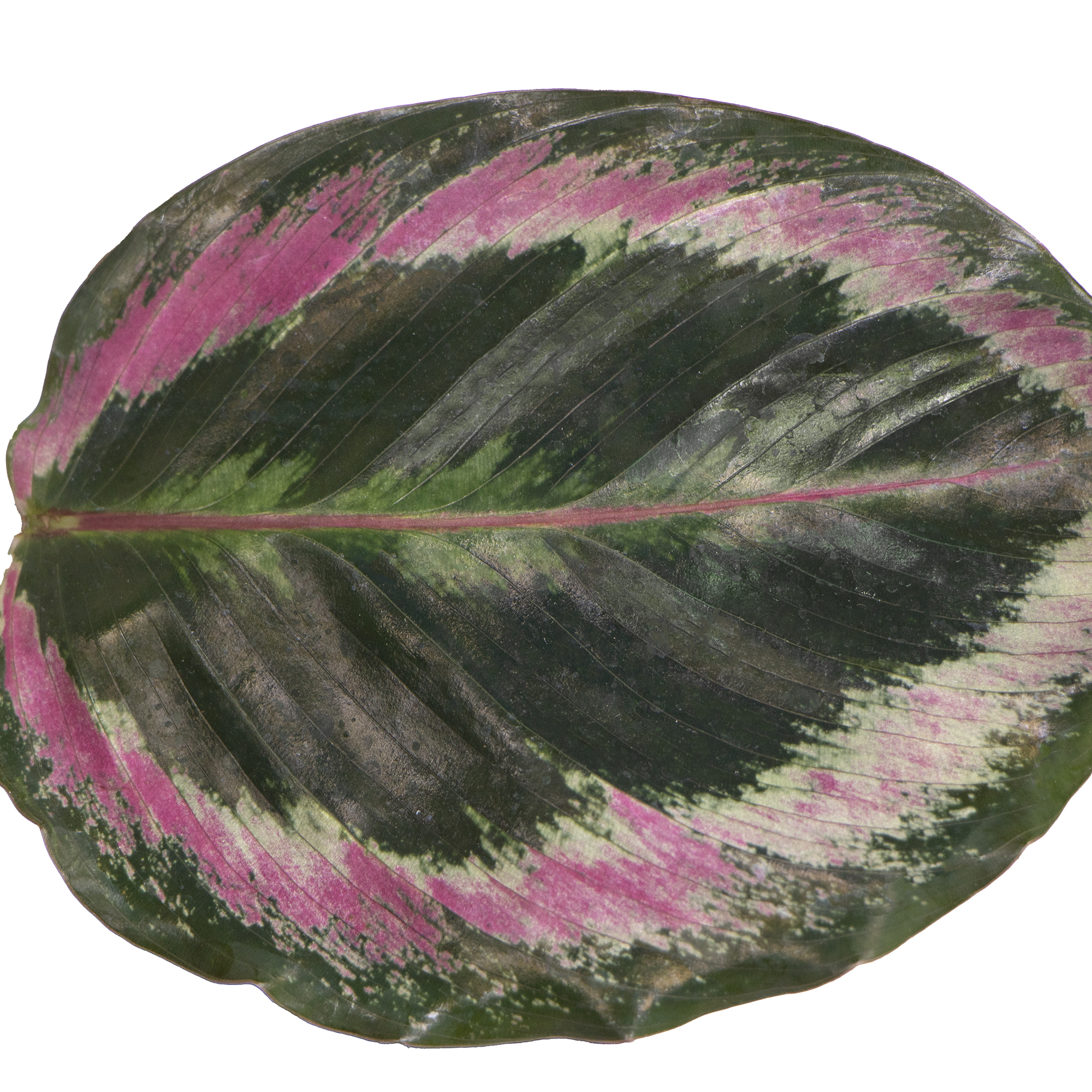 monstera ansprüche Bio Monstera Erde main image 1