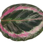CalatheaSurprisestar--2-.jpg