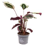 CalatheaSurprisestar--3-.jpg