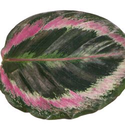 CalatheaSurprisestar--2-.jpg CalatheaSurprisestar--2-.jpg