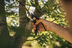 Gardening-Action-Plus-Pruner-Bypass-SmartFit-P541-1057169-01.jpg Gardening-Action-Plus-Pruner-Bypass-SmartFit-P541-1057169-01.jpg