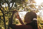 Gardening-Action-Plus-Pruner-Bypass-Aluminium-P751-1057172-02.jpg