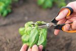 Fiskars-Garden-Action-Vegetable-shears-SP240-1063327--3-.jpg