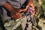 Gardening-Action-Folding-produce-knife-340140-02.jpg