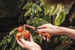 Gardening-Action-Folding-produce-knife-340140-05.jpg
