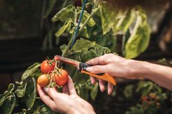 Gardening-Action-Folding-produce-knife-340140-05.jpg Gardening-Action-Folding-produce-knife-340140-05.jpg