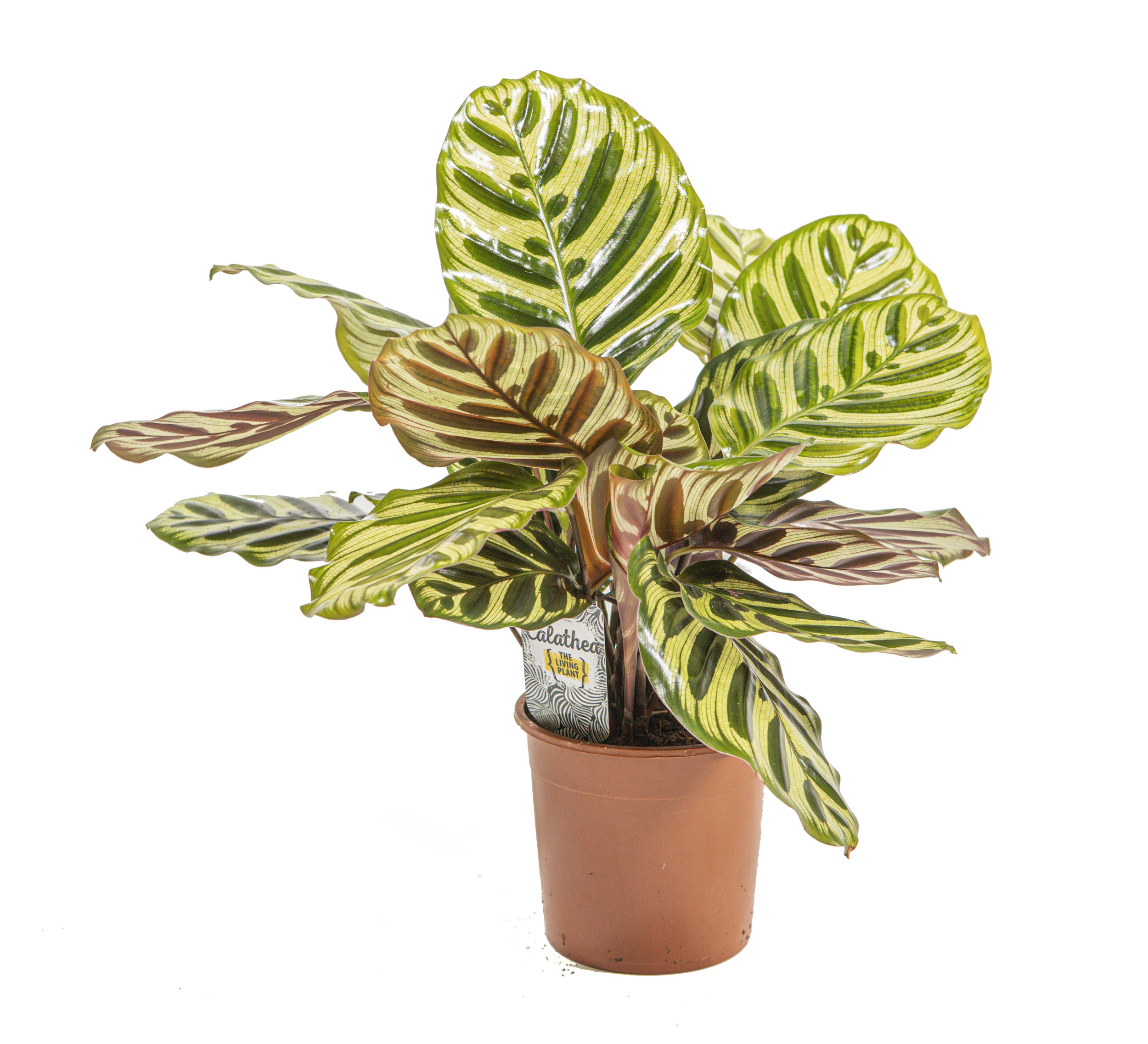 Calathea makoyana, im 17cm Topf, Korbmarante, Hhe ca. 50cm |  meingartencenter24.de - Garten Online Shop & Weber Grill Store