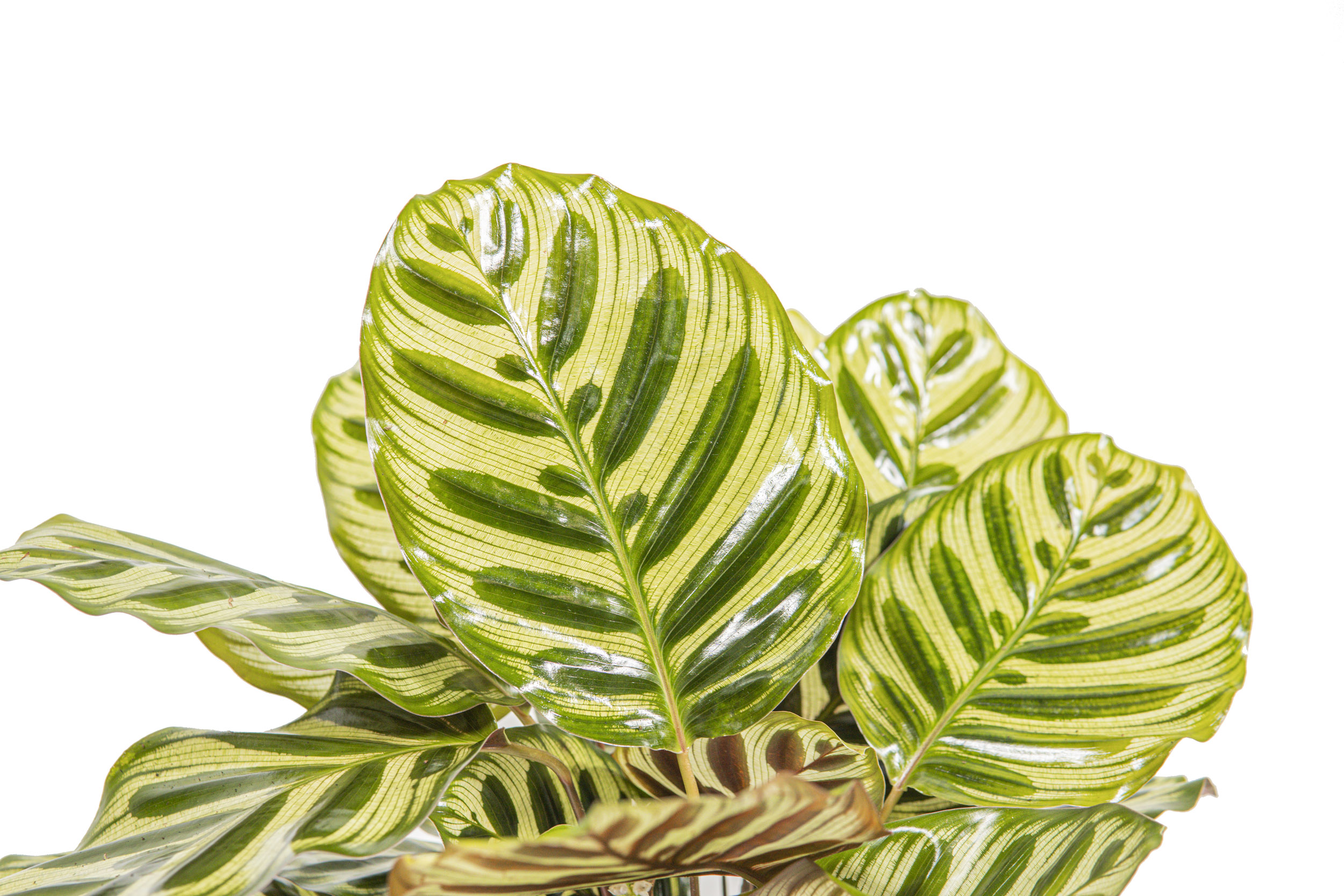Calathea makoyana, im 17cm Topf, Korbmarante, Hhe ca. 50cm |  meingartencenter24.de - Garten Online Shop & Weber Grill Store