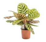 CalatheaMakoyana--1-.jpg