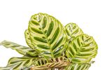 CalatheaMakoyana--2-.jpg