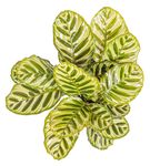 CalatheaMakoyana--3-.jpg