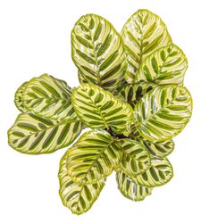 CalatheaMakoyana--3-.jpg CalatheaMakoyana--3-.jpg