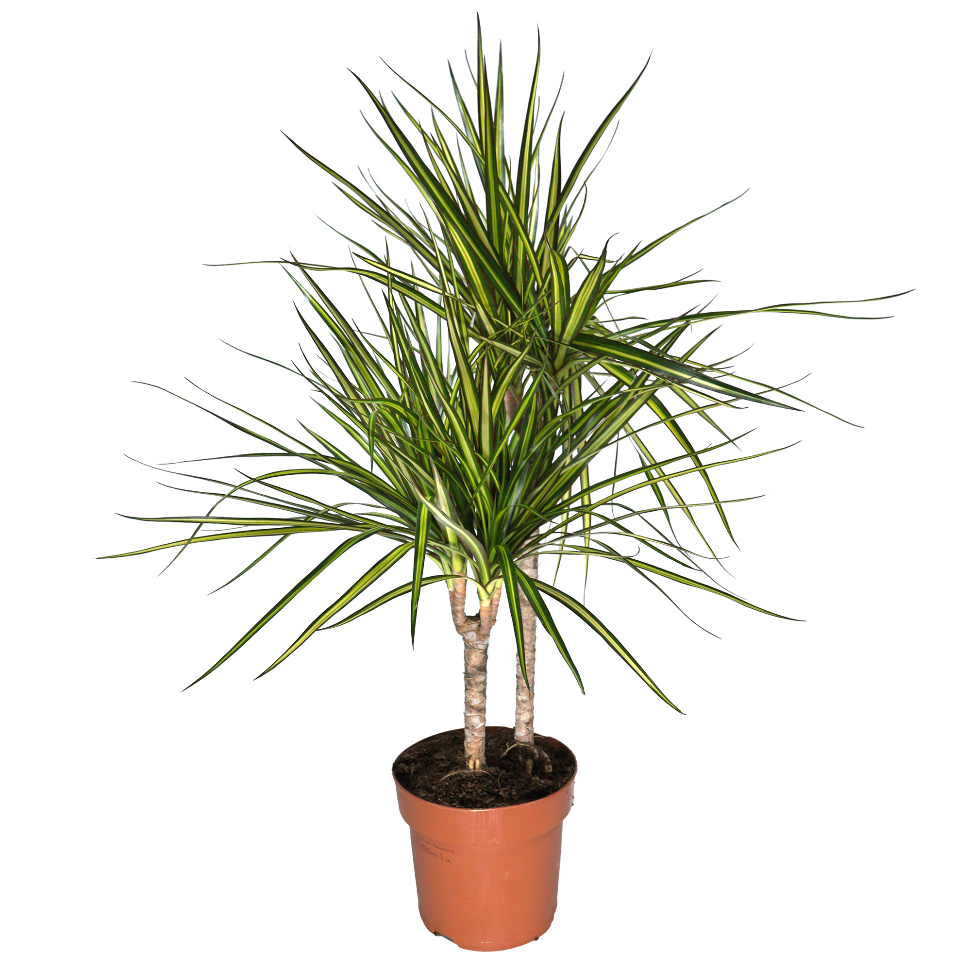Dracaena marginata Sunray, im 17cm Topf, Drachenbaum, Hhe ca. 60cm |  meingartencenter24.de - Garten Online Shop & Weber Grill Store