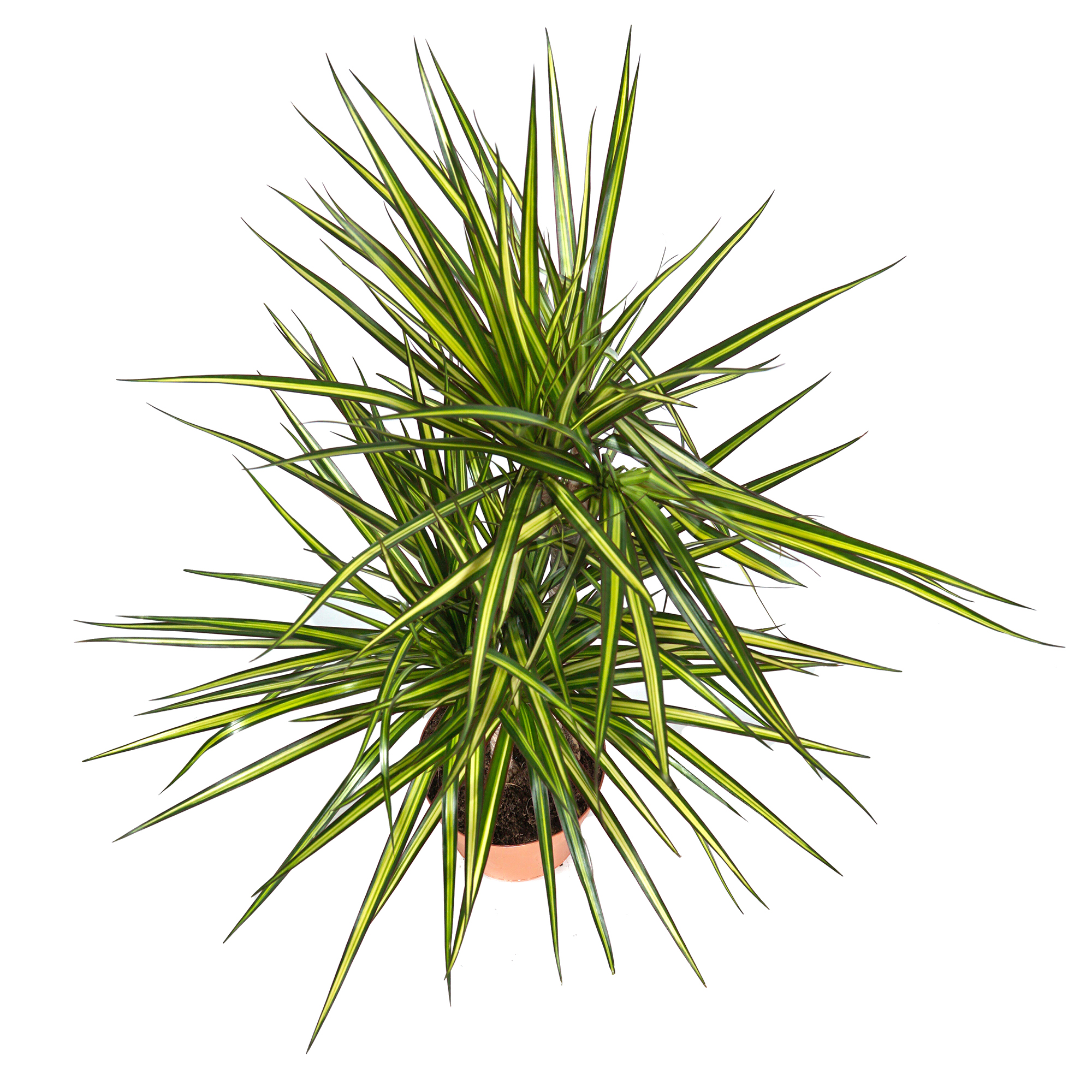 Dracaena marginata Sunray, im 17cm Topf, Drachenbaum, Hhe ca. 60cm |  meingartencenter24.de - Garten Online Shop & Weber Grill Store