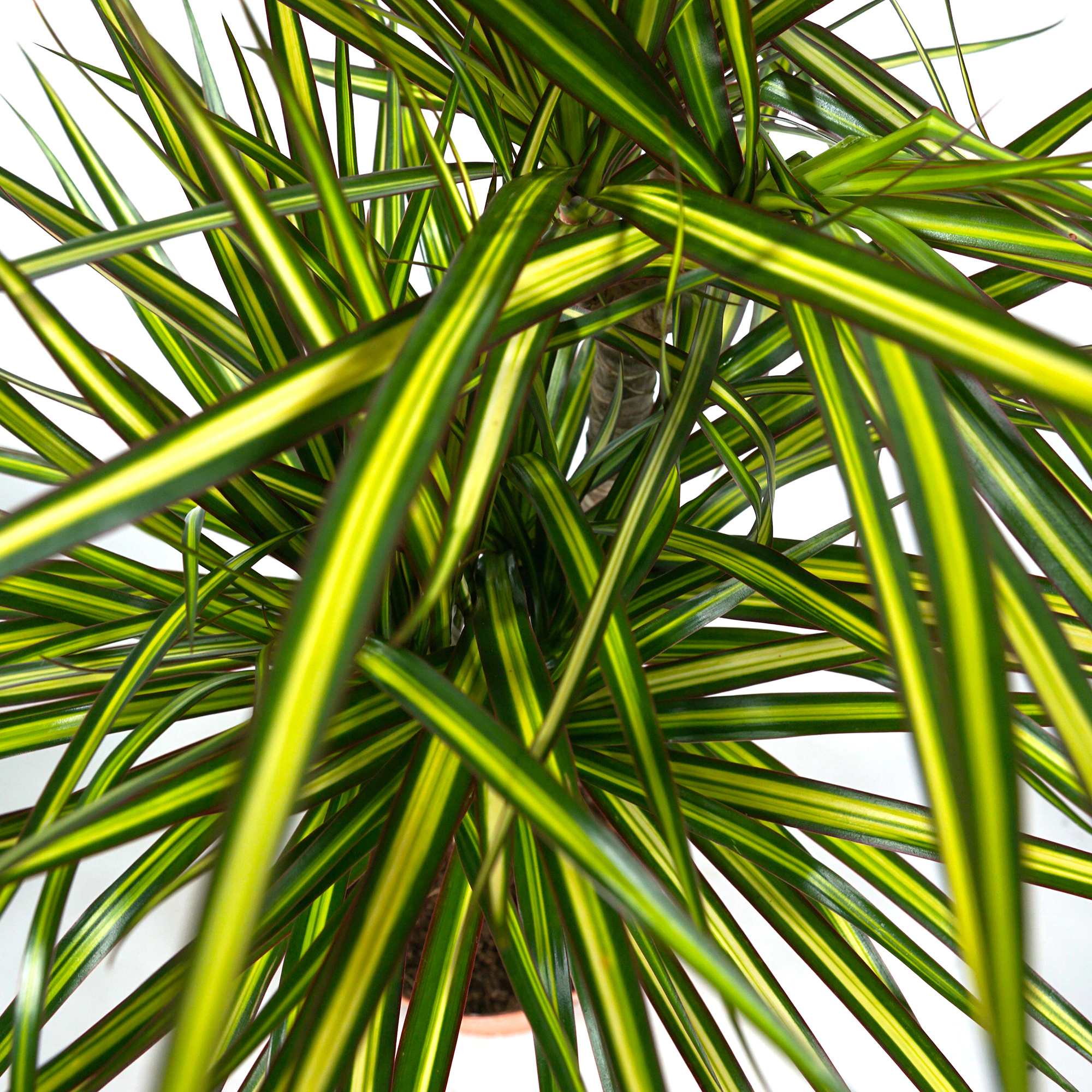 dracena fragrans Compacta Dracaena