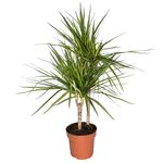 Dracaena-Sunray-1.jpg