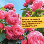 4116476-BA86601432-Solabiol-Rosenduenger-1-5kg_1.jpg