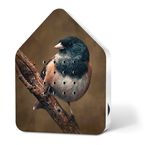 ZB-Singing-Robin-LE-Spring-2023.jpg