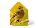 Kopie-von-Zwitscherbox-LE-Daurian-Redstart.png