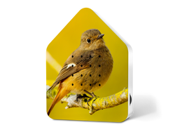 Kopie-von-Zwitscherbox-LE-Daurian-Redstart.png Kopie-von-Zwitscherbox-LE-Daurian-Redstart.png