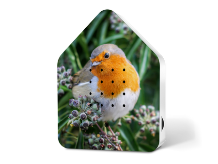 Zwitscherbox Limited Edition Happy Birds "Robin Redbreast"