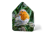 Kopie-von-Zwitscherbox-LE-Robin-Redbreast.png