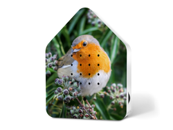 Kopie-von-Zwitscherbox-LE-Robin-Redbreast.png Kopie-von-Zwitscherbox-LE-Robin-Redbreast.png