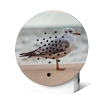 Kopie-von-Oceanbox-LE-Baltic-Seagull.png