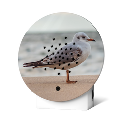 Kopie-von-Oceanbox-LE-Baltic-Seagull.png Kopie-von-Oceanbox-LE-Baltic-Seagull.png