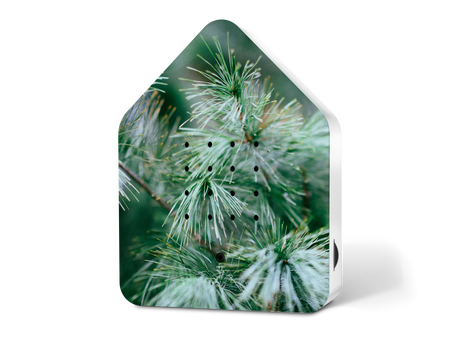 Zwitscherbox Limited Edition Celebrate Winter Graceful Tree