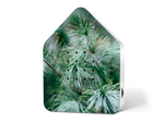 Kopie-von-Zwitscherbox-LE-Graceful-Tree.png