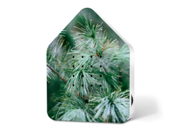 Kopie-von-Zwitscherbox-LE-Graceful-Tree.png Kopie-von-Zwitscherbox-LE-Graceful-Tree.png