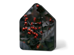 Kopie-von-Zwitscherbox-LE-Merry-Berries.png Kopie-von-Zwitscherbox-LE-Merry-Berries.png