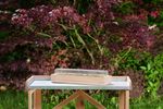 4117767-RO10093202-Romberg-Holz-Anzuchthaus-L-57x17x13-cm-mit-16-Pots--FSC-zertifiziertes-Holz_4.jpg