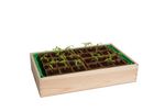 4117768-RO10093203-Romberg-Holz-Anzuchthaus-M-37x24x13-cm-mit-24-Pots--FSC-zertifiziertes-Holz_3.jpg