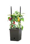 4117772-RO10093060-Romberg-Tomatentopf-mit-Selbstbewaesserung-und-flexibler-Rankhilfe--29x16x131--84--cm_2.jpg