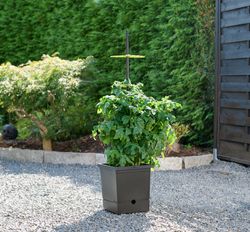 4117772-RO10093060-Romberg-Tomatentopf-mit-Selbstbewaesserung-und-flexibler-Rankhilfe--29x16x131--84--cm.jpg 4117772-RO10093060-Romberg-Tomatentopf-mit-Selbstbewaesserung-und-flexibler-Rankhilfe--29x16x131--84--cm.jpg