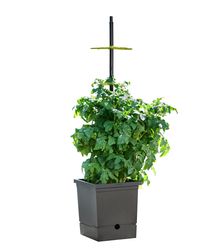 4117772-RO10093060-Romberg-Tomatentopf-mit-Selbstbewaesserung-und-flexibler-Rankhilfe--29x16x131--84--cm_1.jpg 4117772-RO10093060-Romberg-Tomatentopf-mit-Selbstbewaesserung-und-flexibler-Rankhilfe--29x16x131--84--cm_1.jpg