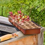 4118447-WI06840-Windhager-FB-Treibhaus30-Toepfe-54-5x16-5x11cm.jpg