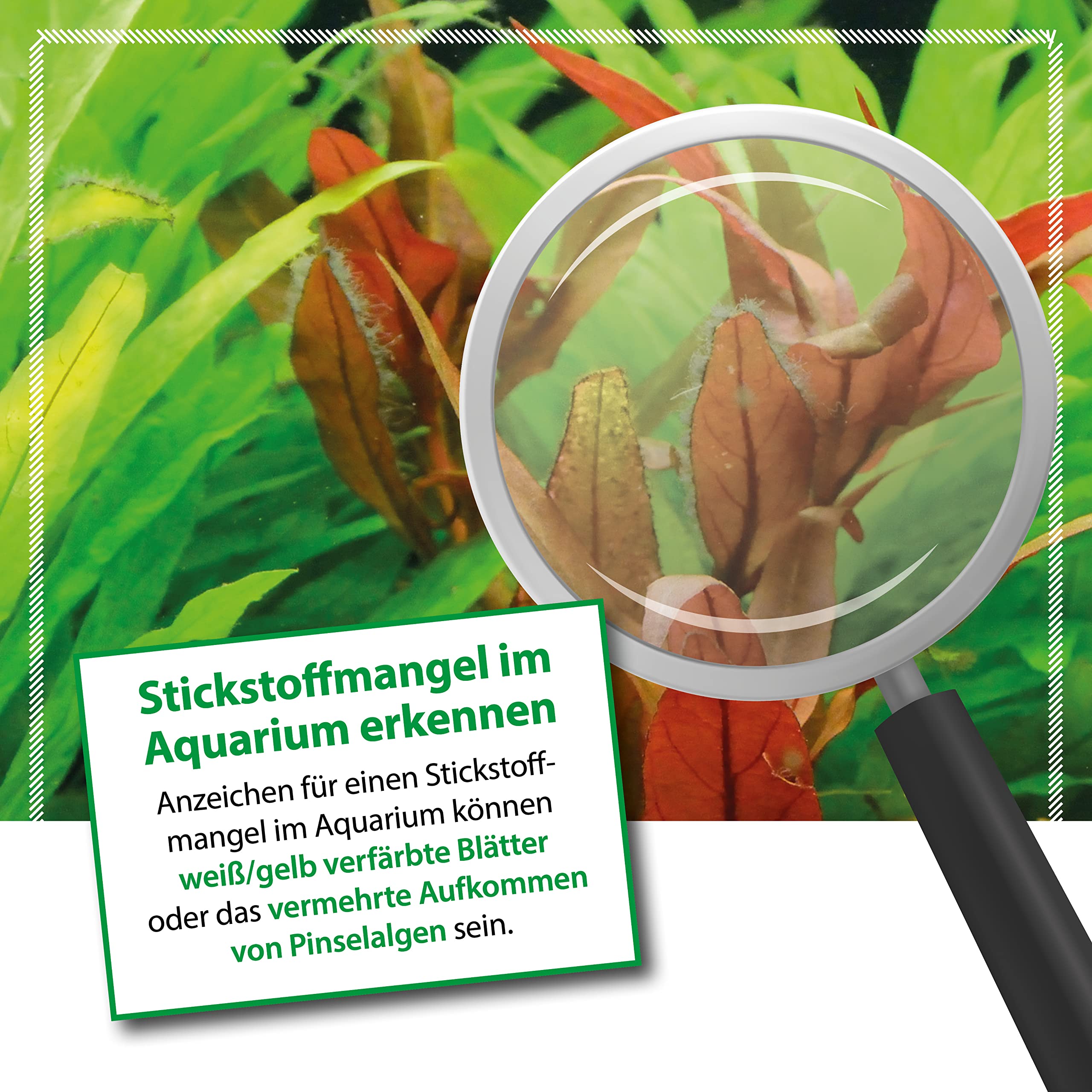 msm pflanzen düngen Zimmerpflanzen Dünger, Monstera Dünger, 6 Monate Depotwirkung – PlantMe main image 0