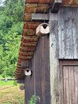 4119070-SL157-3-Schwegler-Halbhoehle-2HW_4.jpg