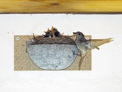 4119076-SL330-0-Schwegler-Rauchschwalbennest-Nr--10_1.jpg 4119076-SL330-0-Schwegler-Rauchschwalbennest-Nr--10_1.jpg