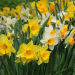 4119614-DO97388-Narzissen-Grandiflora-Mischung--10-12mm-_1.jpg