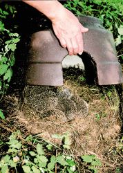 4119628-SL390-4-Schwegler-Igelkuppel-mit-Isolierboden_1.jpg 4119628-SL390-4-Schwegler-Igelkuppel-mit-Isolierboden_1.jpg