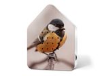 4119935-RE11ZBX0301026-Zwitscherbox-Limited-Edition-Fall-24-Great-Tit.jpg