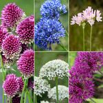 4119984-DO18940-Allium-Allegro-Mischung--10-12--5-6cm-.jpg