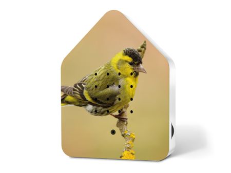 Zwitscherbox Limited Edition Spring 24 Eurasian Siskin